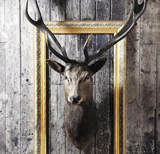 Hirsch